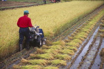 Farm worker harvesting rice field with hand pushed motorised harvester