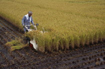 Farm worker harvesting rice field with hand held machine