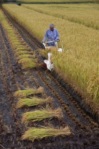 Farm worker harvesting rice field with hand held machine