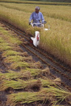 Farm worker harvesting rice field with hand held machine