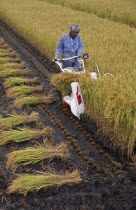 Farm worker harvesting rice field with hand held machine