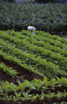 Vegetable plot with farm worker in the background