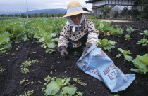 Woman wearing a hat weeding a vegetable plot