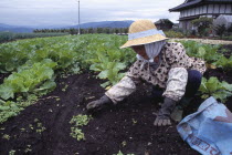 Woman wearing a hat weeding a vegetable plot