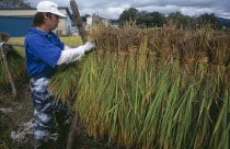 Male farm worker hanging bales of rice on to drying racks