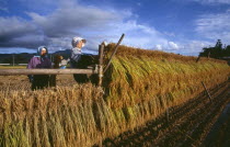 Female farm workers hanging bales of rice on to drying racks in the field