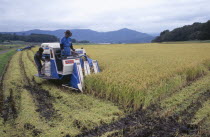 Male farm workers harvesting rice fields on a motorised harvester