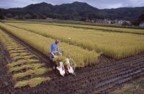 Male farm worker harvesting rice fields with a hand held machine