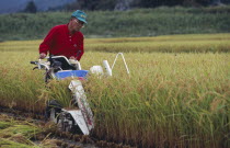 Male farm worker harvesting rice fields with a hand held machine