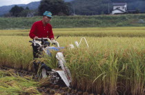 Male farm worker harvesting rice fields with a hand held machine