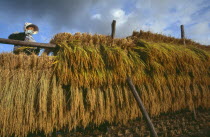 Female farm worker hanging bales of rice on drying racks with dramatic cloudy sky above