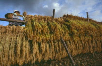 Female farm worker hanging bales of rice on drying racks with dramatic cloudy sky above