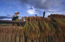 Female farm worker hanging bales of rice on drying racks with dramatic cloudy sky above