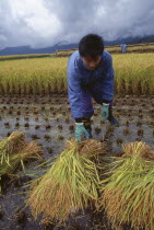 Young male farm worker harvesting rice by hand