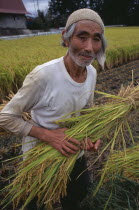 Farm worker harvesting rice by hand