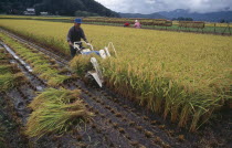 Farmer using hand powered machine to harvest rice fields