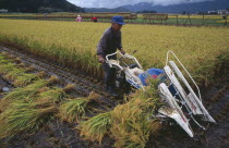 Farmer using hand powered machine to harvest rice fields