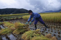 Young male farm worker harvesting rice