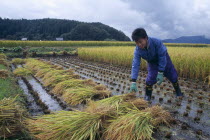 Young male farm worker harvesting rice