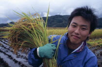 Young male farm worker harvesting rice