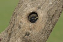 Bird nesting in tree trunk hole.