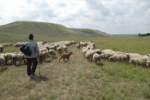 Sheperd with herd of sheep in the open hilly landscape