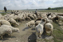 Herd of sheep drinking from water filled mud pool