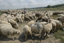 Herd of sheep drinking from water filled mud pool