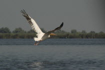 Pelican taking off and flying low over lake Fortuna