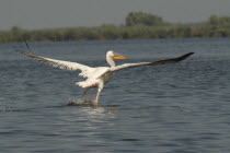 Pelican taking off and flying low over lake Fortuna
