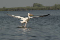 Pelican taking off and flying low over lake Fortuna