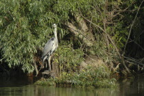 Gray Haron a wading bird of the family Ardeidae among the greenery of the riverbank