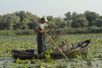 Professional fisherman in canoe on Lake Isac checking his nets among water lily pads of the genus Lilium family
