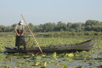 Professional fisherman in canoe on Lake Isac checking his nets among water lily pads of the genus Lilium family