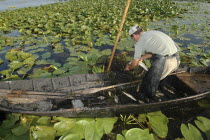 Professional fisherman in canoe on Lake Isac checking his nets among water lily pads of the genus Lilium family