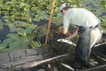 Professional fisherman in canoe on Lake Isac checking his nets among water lily pads of the genus Lilium family