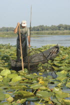 Professional fisherman in canoe on Lake Isac checking his nets among water lily pads of the genus Lilium family
