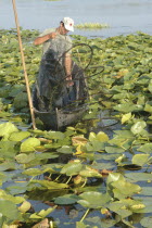 Professional fisherman in canoe on Lake Isac checking his nets among water lily pads of the genus Lilium family