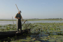 Professional fisherman in canoe on Lake Isac checking his nets among water lily pads of the genus Lilium family