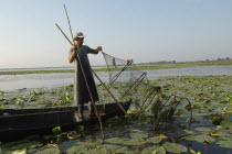 Professional fisherman in canoe on Lake Isac checking his nets among water lily pads of the genus Lilium family