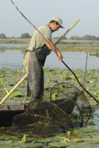 Professional fisherman in canoe on Lake Isac checking his nets among water lily pads of the genus Lilium family