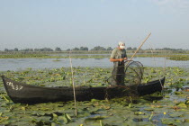 Professional fisherman in canoe on Lake Isac repairing his net among water lily pads of the genus Lilium family
