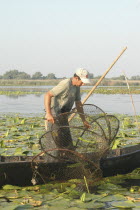 Professional fisherman in canoe on Lake Isac checking his nets among water lily pads of the genus Lilium family