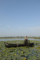 Professional fisherman in canoe on Lake Isac checking his nets among water lily pads of the genus Lilium family