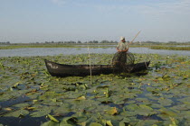 Professional fisherman in canoe on Lake Isac checking his nets among water lily pads of the genus Lilium family