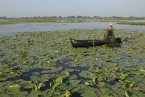 Professional fisherman in canoe on Lake Isac checking his nets among water lily pads of the genus Lilium family