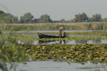 Professional fisherman in canoe on Lake Isac checking his nets among water lily pads of the genus Lilium family