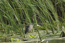 Purple Haron  a wading bird of the family Ardeidae  among the greenery of the riverbank