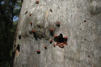 Red beetles on tree bark in Letea national park