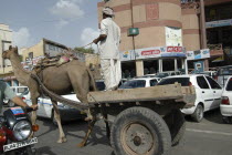 Camel pulling cart among busy road traffic